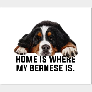 Bernese mountain dog Posters and Art